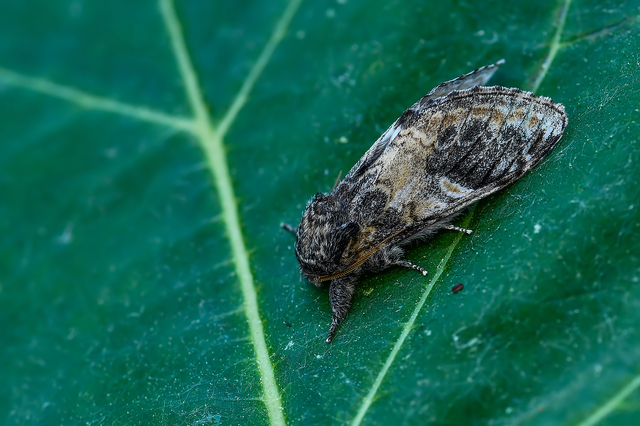 Notodonta tritophus - tarajos púposszövő