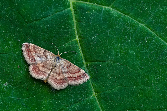 Scopula rubiginata - réti pirosaraszoló Scopula rubiginata - réti pirosaraszoló