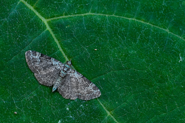 Pasiphila rectangulata - almavirág-araszoló Pasiphila rectangulata - almavirág-araszoló