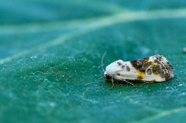 Ponometia candefacta - parlagfűbagoly