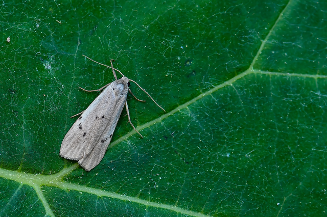 Pelosia muscerda - hamvas zuzmószövő