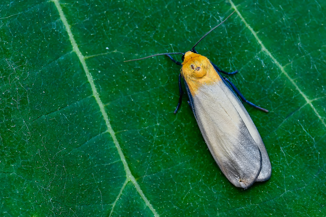 Lithosia quadra - négypettyes zuzmószövő