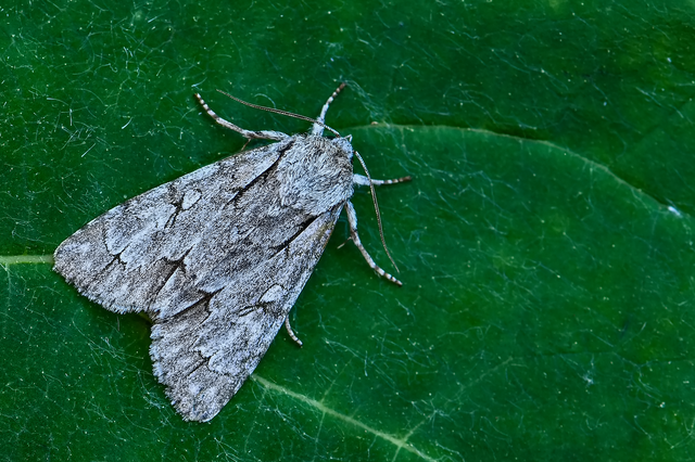 Acronicta cuspis/tridens/psi