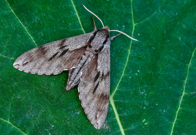 Hyloicus pinastri - fenyőszender