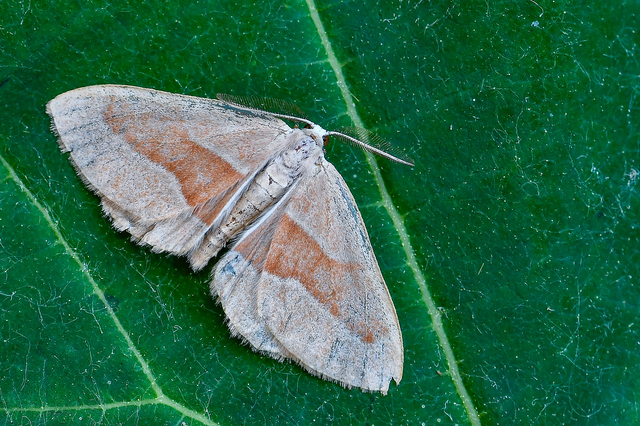 Hylaea fasciaria - erdeifenyő-sávosaraszoló