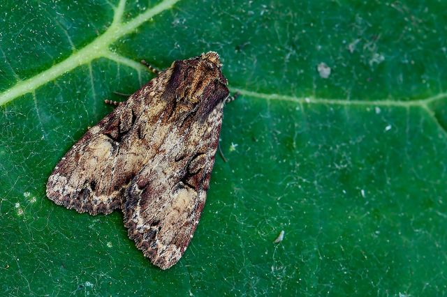 Apamea epomidion - vörösbarna dudvabagoly