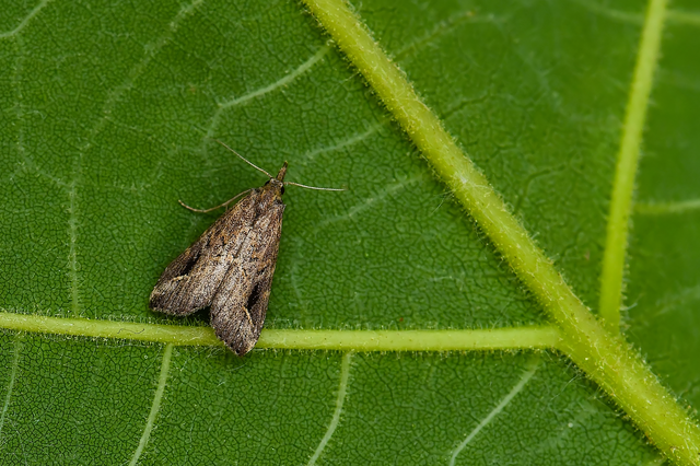 Schrankia costaestrigalis - keskenyszárnyú karcsúbagoly
