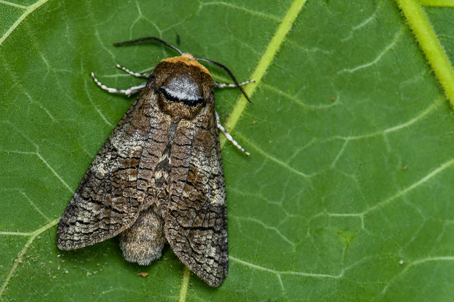 Cossus cossus - fűzfarontólepke