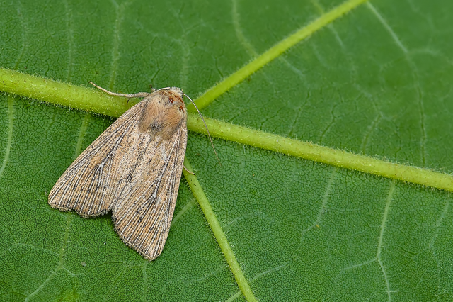 Leucania obsoleta - pontozott rétibagoly
