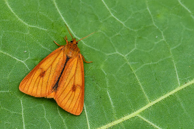 Diacrisia sannio - vörösszélű medvelepke