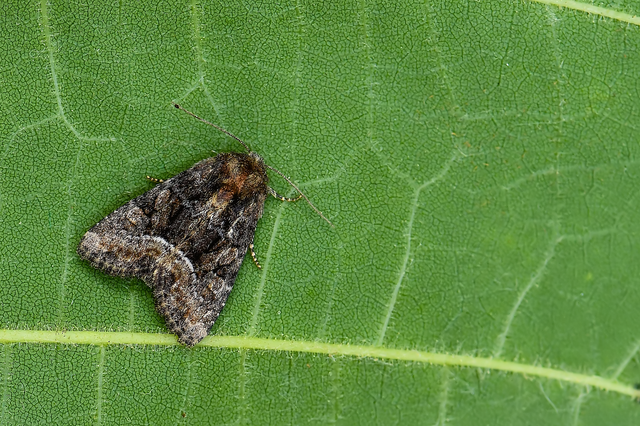 Oligia strigilis/latruncula/versicolor