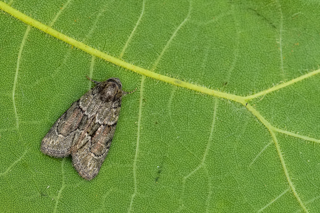 Cryphia fraudatricula - homoki zuzmóbagoly
