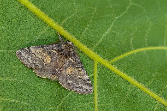 Gluphisia crenata - kormos púposszövő