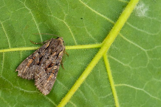 Lacanobia thalassina - borbolya-kertibagoly