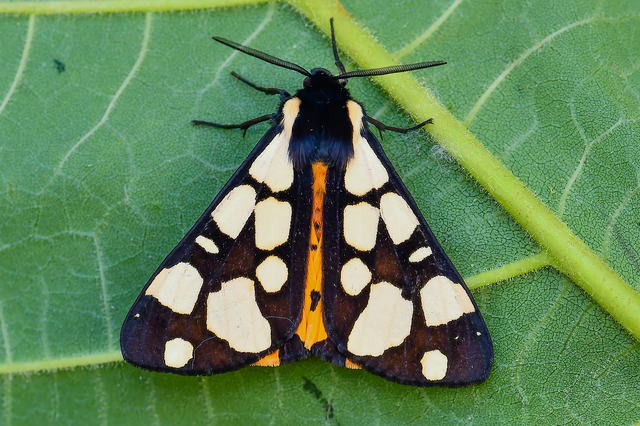 Arctia villica - fekete medvelepke