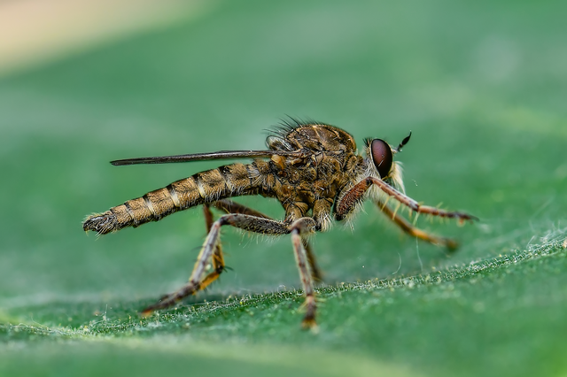 Antiphrisson trifarius