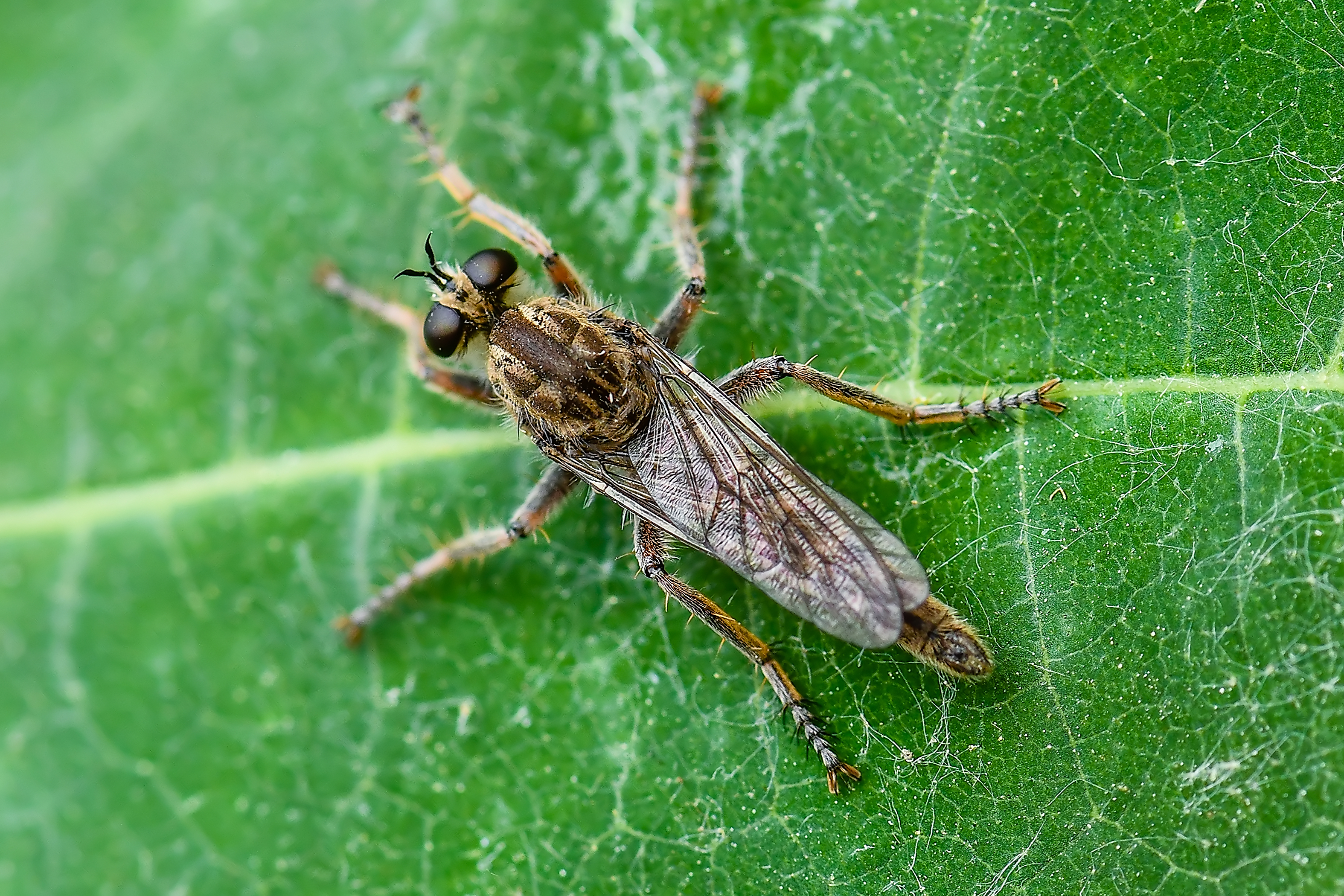 Antiphrisson trifarius