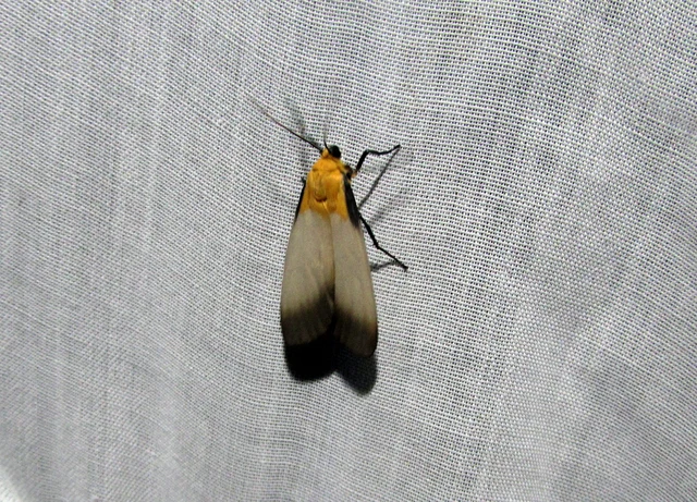 Lithosia quadra - négypettyes zuzmószövő