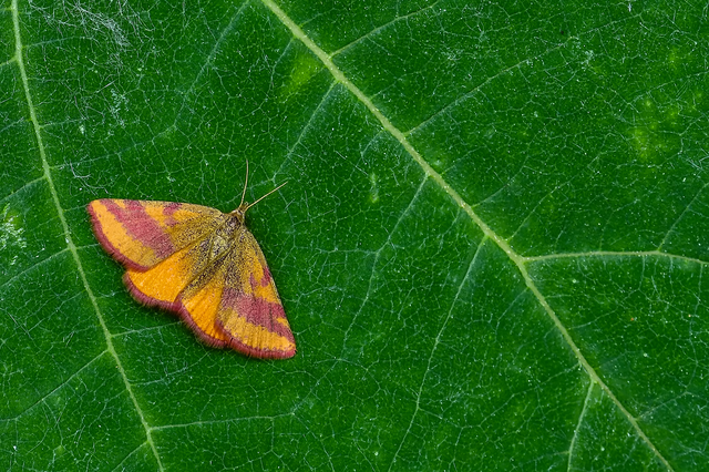 Lythria cruentaria - bíborcsíkos araszoló