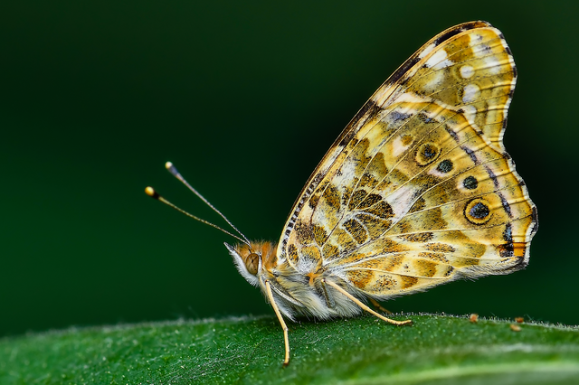 Vanessa cardui - bogáncslepke