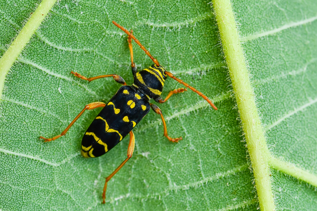Plagionotus arcuatus - bársonyos darázscincér