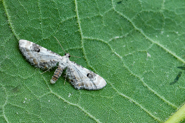 Eupithecia centaureata - búzavirág-törpearaszoló