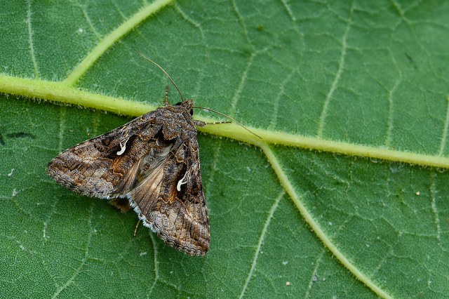 Autographa gamma - gammalepke
