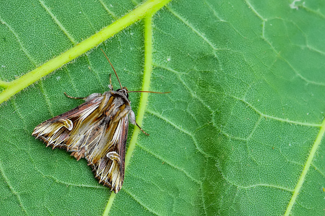 Actinotia polyodon - nagy sugarasbagoly