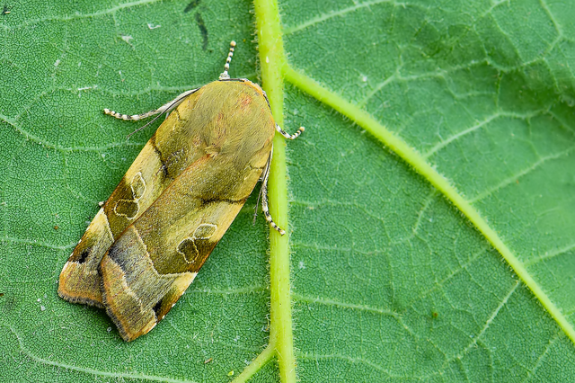 Noctua fimbriata - szélessávú sárgafűbagoly
