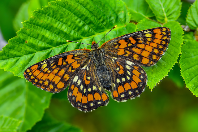 Euphydryas maturna - díszes tarkalepke