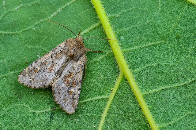 Apamea sordens - kalászrágó dudvabagoly