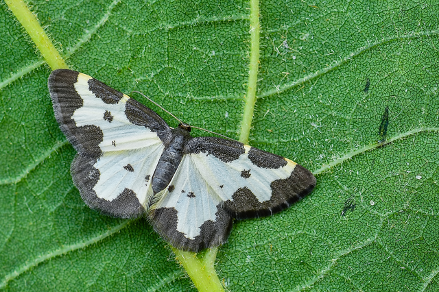Lomaspilis marginata - szegélyes nyárfaaraszoló