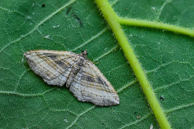 Costaconvexa polygrammata - soksávú araszoló