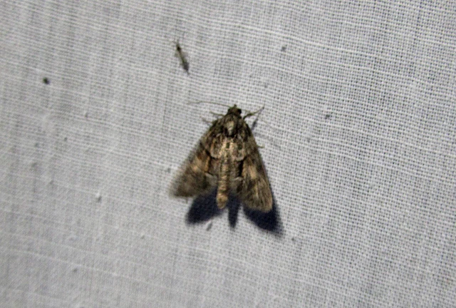 Cryphia fraudatricula - homoki zuzmóbagoly