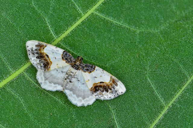 Ligdia adustata - barna levélaraszoló
