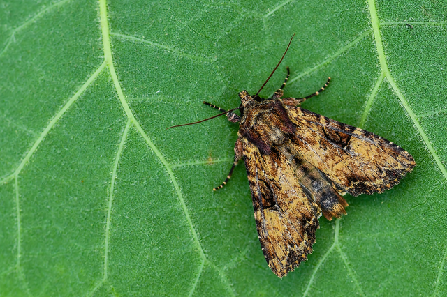 Apamea epomidion - vörösbarna dudvabagoly