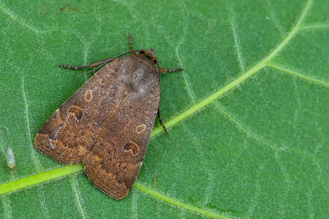 Noctua comes - kis sárgafűbagoly