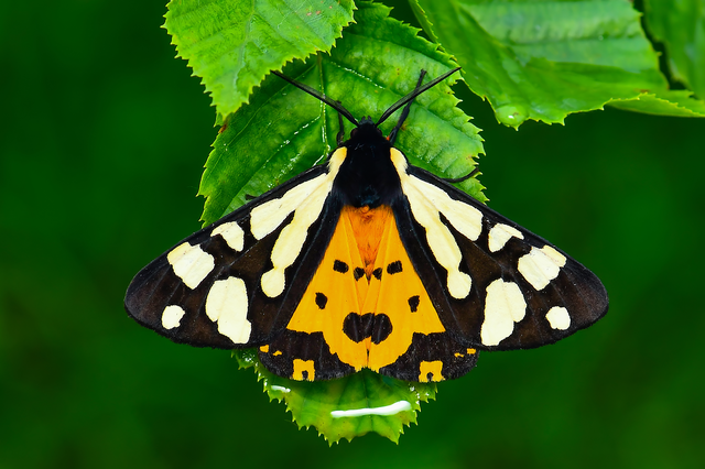 Arctia villica - fekete medvelepke