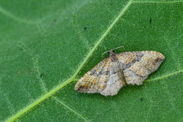 Orthonama obstipata - vándoraraszoló