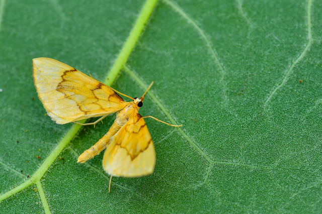 Eulithis pyraliata - sárga galajaraszoló