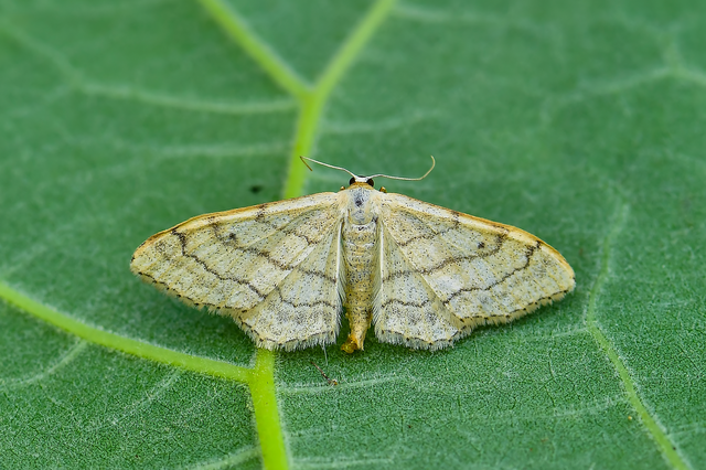 Idaea aversata - nagy sávosaraszoló