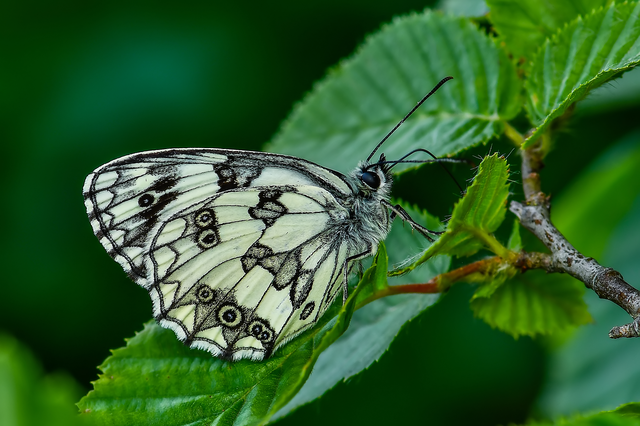 Melanargia galathea - sakktáblalepke