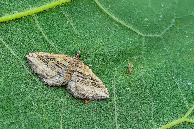 Costaconvexa polygrammata - soksávú araszoló