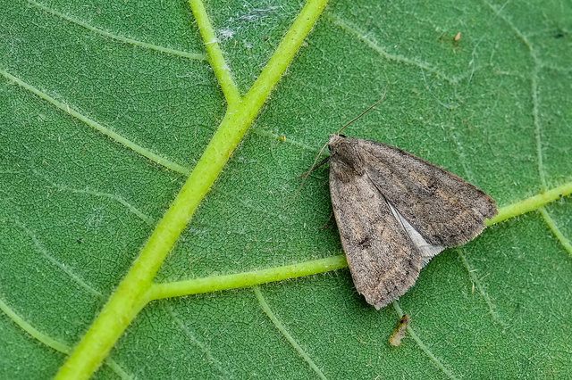 Athetis gluteosa - nyugtalan lápibagoly