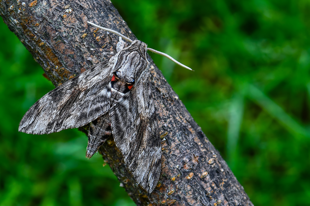Agrius convolvuli - szulákszender