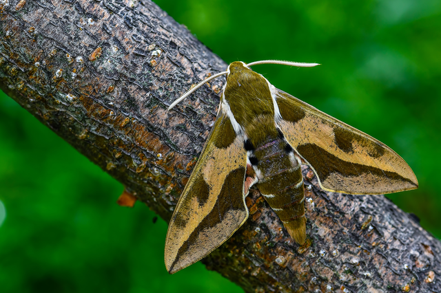 Hyles euphorbiae - kutyatejszender