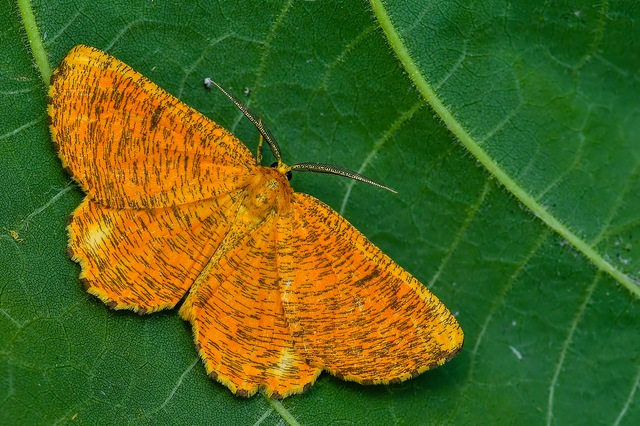 Angerona prunaria - sárga kökényaraszoló