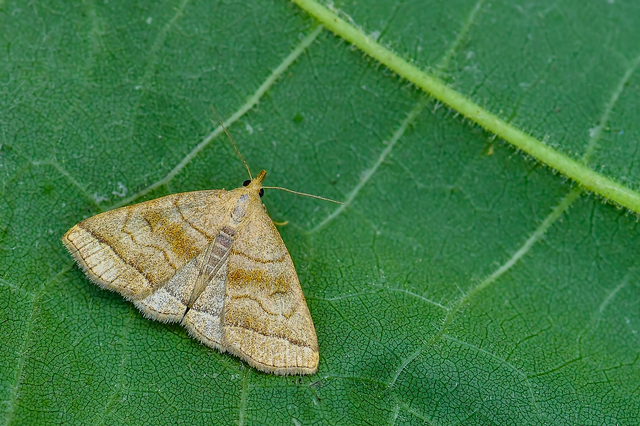 Herminia tarsicrinalis - szőröslábú karcsúbagoly