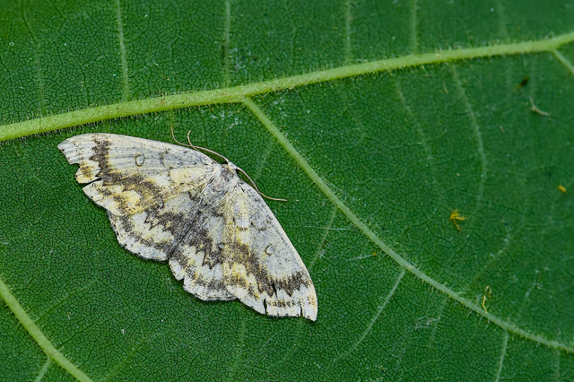 Cyclophora annularia - gyűrűs pettyesaraszoló