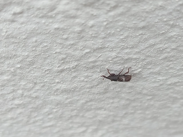 Sitophilus